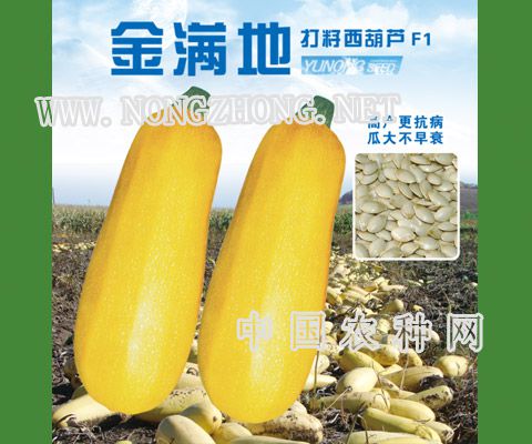 金满地